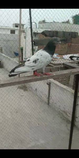 pigeon breedar 10 4