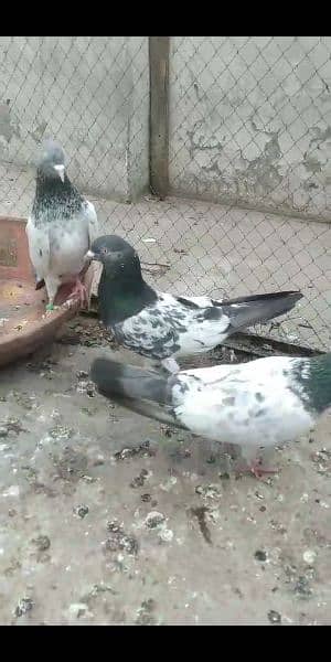 pigeon breedar 10 5
