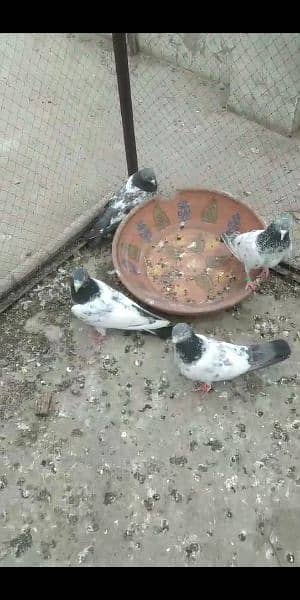 pigeon breedar 10 8