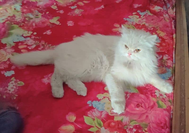 Female Persian cat for sale 0