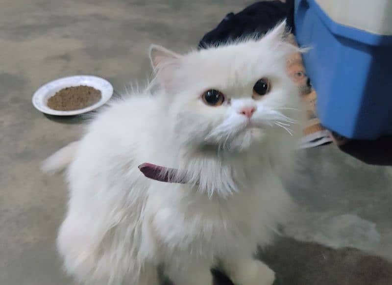 Female Persian cat for sale 1