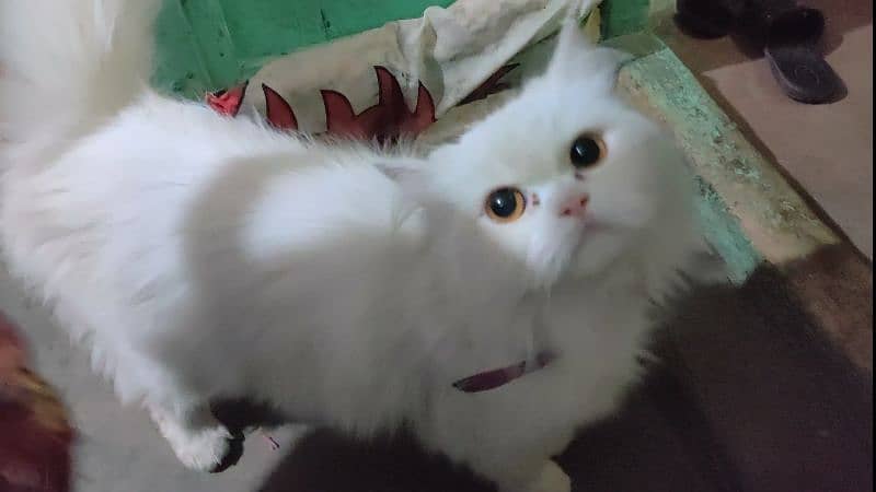 Female Persian cat for sale 2