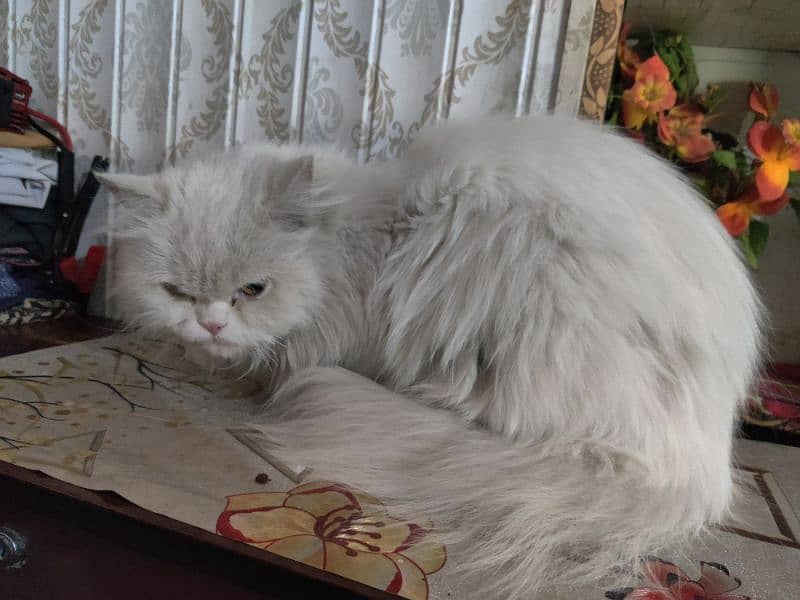 Female Persian cat for sale 3