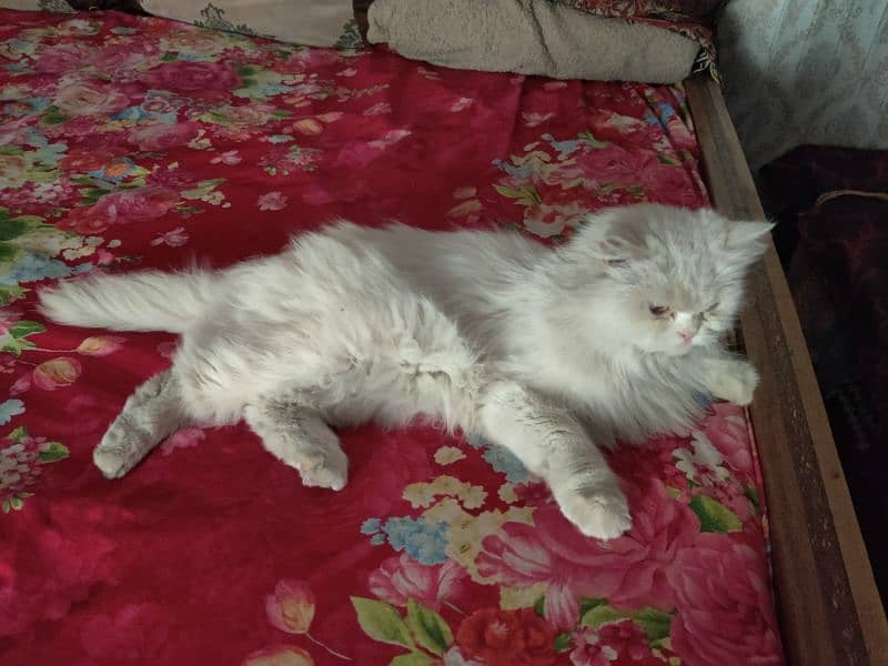 Female Persian cat for sale 5