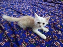 Persian Cat 4 child Urgent Sell