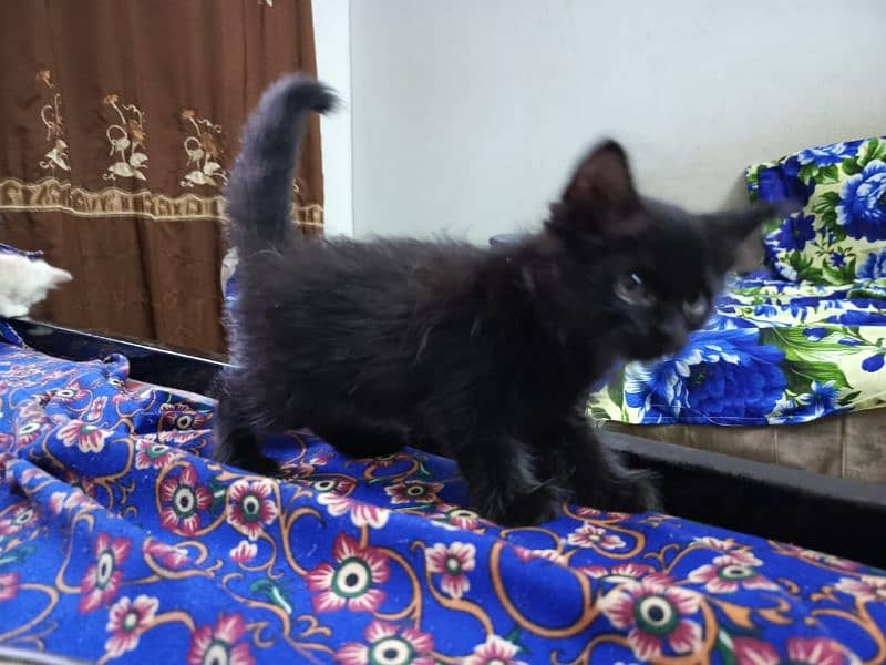 Persian Cat 4 child Urgent Sell 1