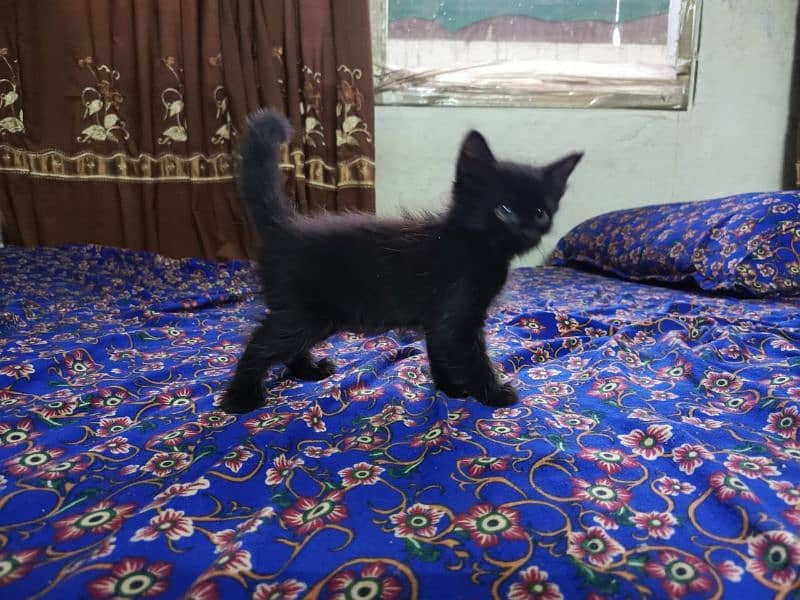 Persian Cat 4 child Urgent Sell 2
