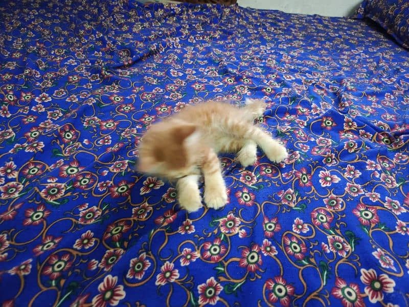 Persian Cat 4 child Urgent Sell 3