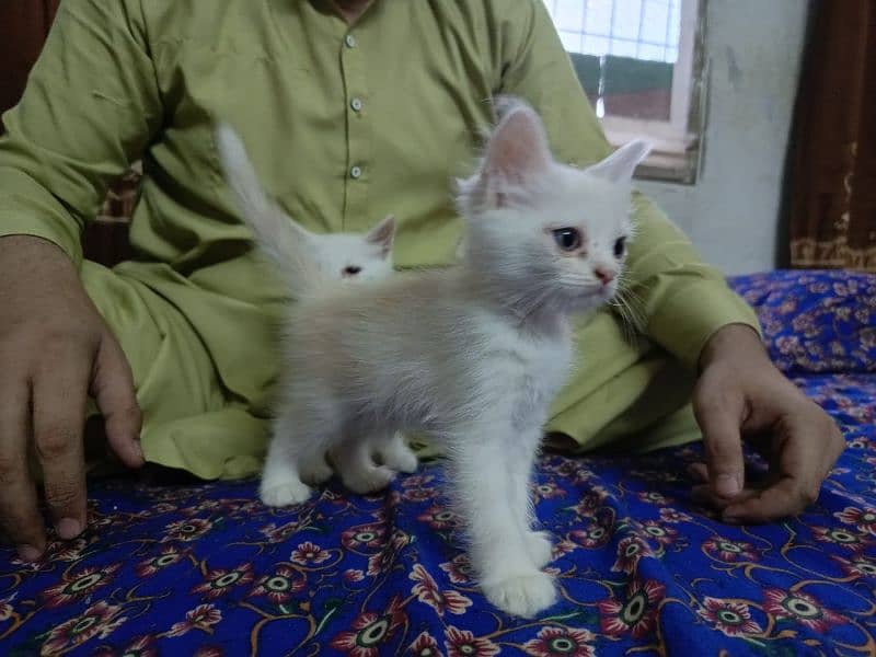 Persian Cat 4 child Urgent Sell 4