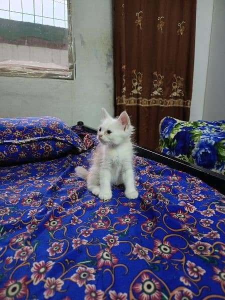 Persian Cat 4 child Urgent Sell 6