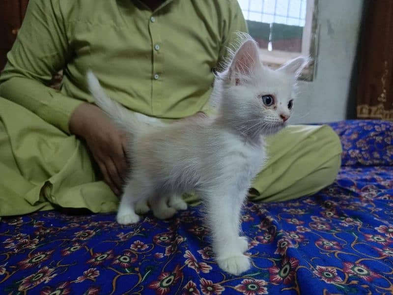 Persian Cat 4 child Urgent Sell 7