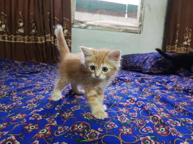 Persian Cat 4 child Urgent Sell 8