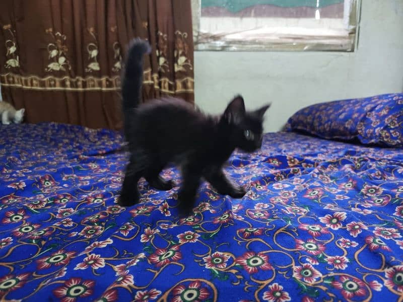 Persian Cat 4 child Urgent Sell 9