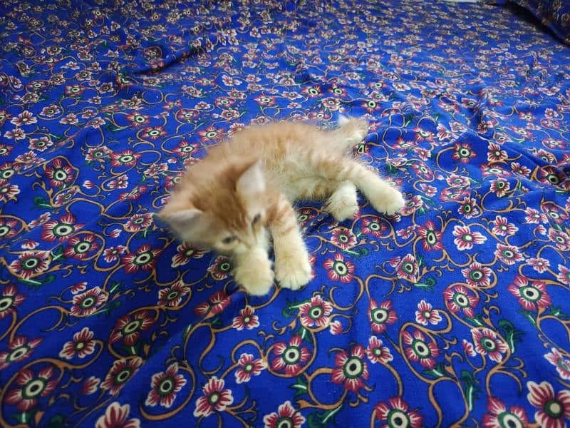 Persian Cat 4 child Urgent Sell 10