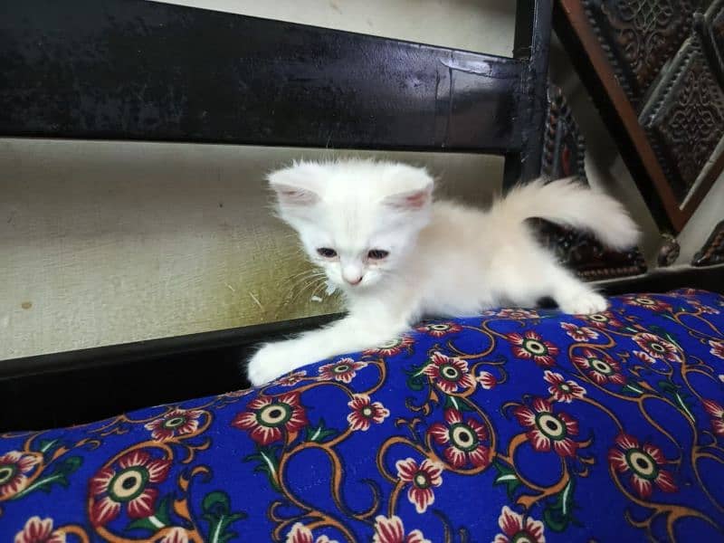 Persian Cat 4 child Urgent Sell 11