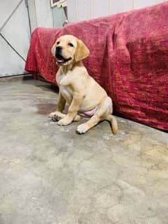 Labrador female puppy
