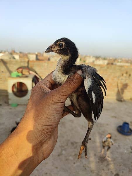 aseel hens , duck and rabbits 4