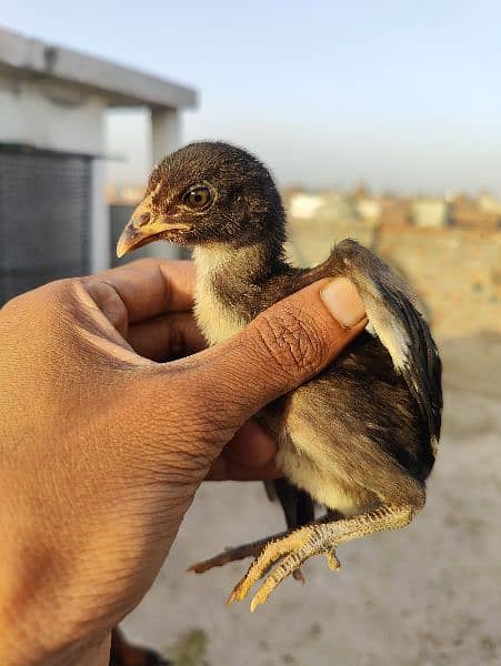 aseel hens , duck and rabbits 5