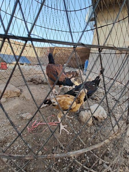 aseel hens , duck and rabbits 9