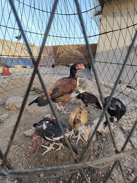 aseel hens , duck and rabbits 11