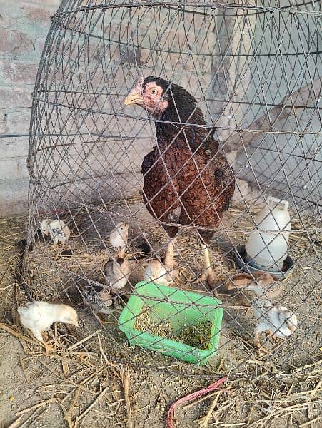 aseel hens , duck and rabbits 14