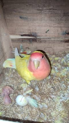 Lutino love bird and Lady Golden Finch for sale