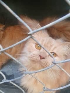3 Persian cats for sale (vaccinated)