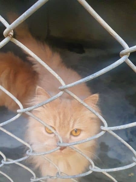 3 Persian cats for sale (vaccinated) 2