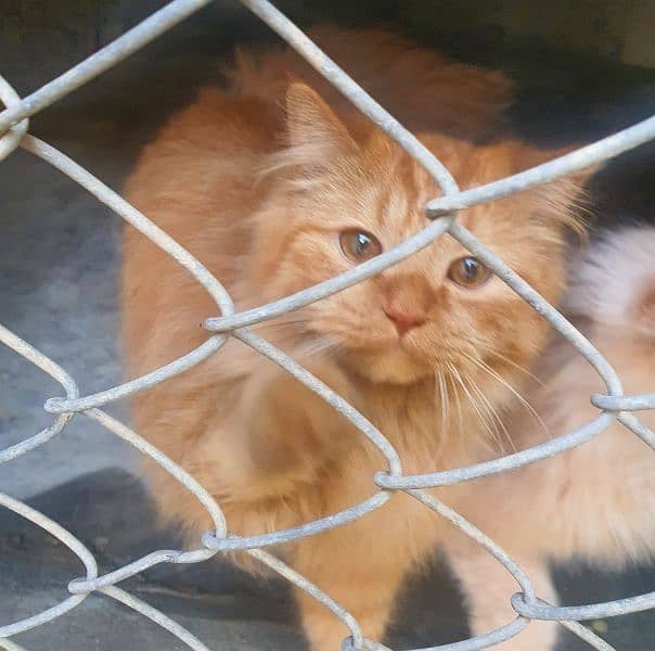 3 Persian cats for sale (vaccinated) 4