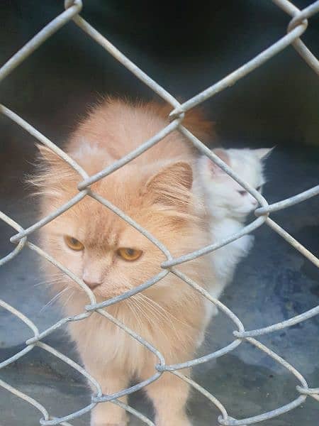 3 Persian cats for sale (vaccinated) 5