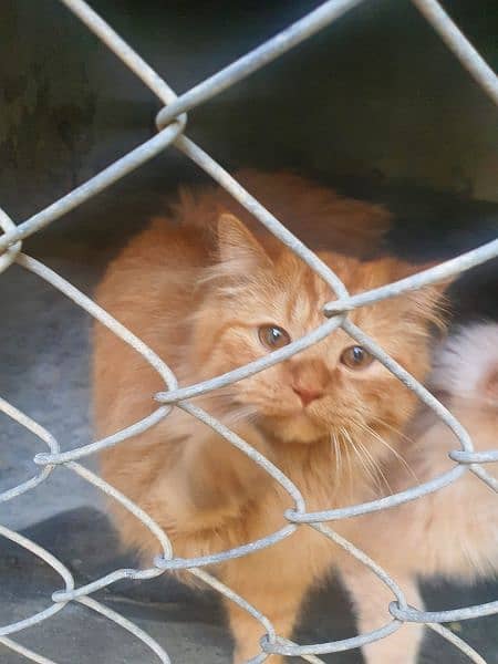 3 Persian cats for sale (vaccinated) 6