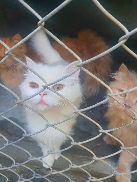 3 Persian cats for sale (vaccinated) 7