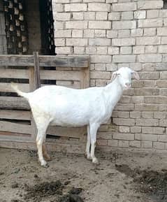 2 barbri golabi tydi white eys goats