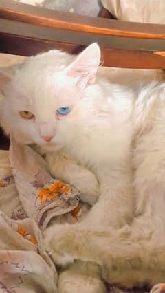 white male persian with one blue and one yellow eye