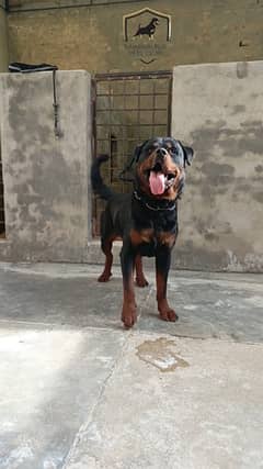 rottweiler young male