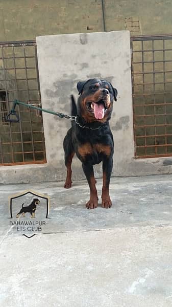 rottweiler young male 1