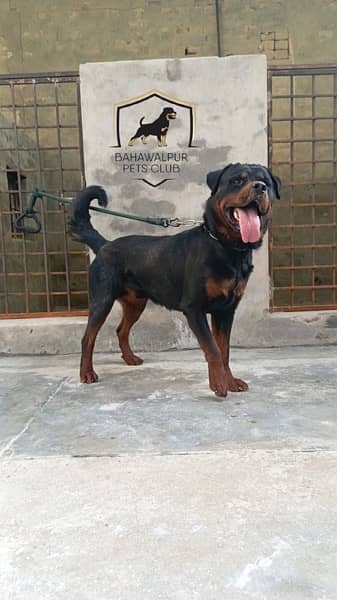rottweiler young male 2