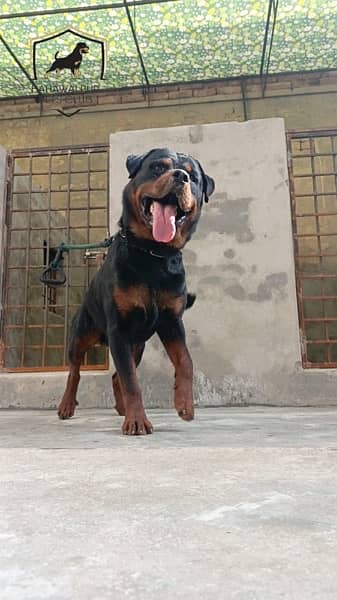 rottweiler young male 3