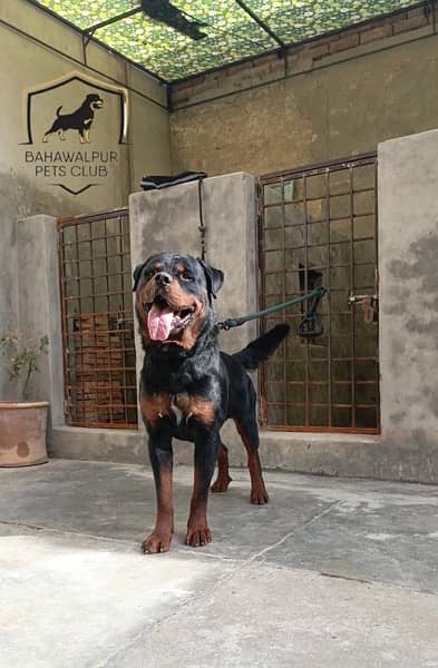 rottweiler young male 4