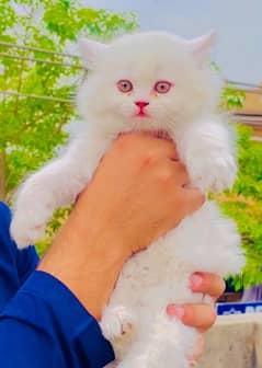 Pure Persian Triple coat Kitten Available