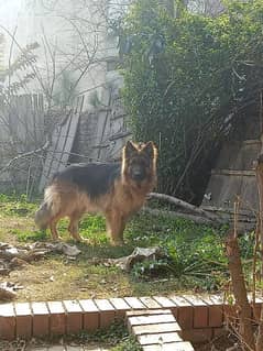 Breeder male German Shepherd Long coated 0