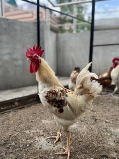 golden misri rooster