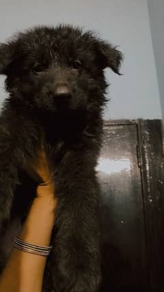 Pure Black GSD Male