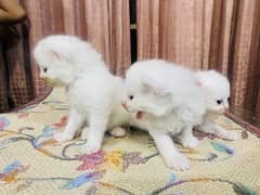 Persian kittens for sale