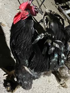 black buff pair & blue buff 2 hens