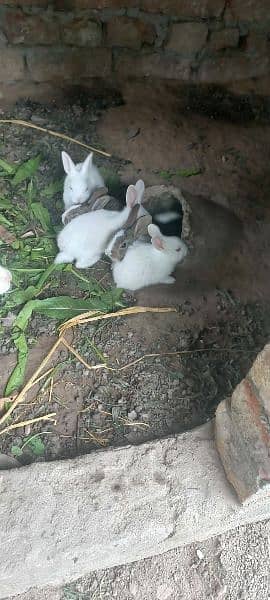 Rabbit babbies. Black, brown, white red eye 4