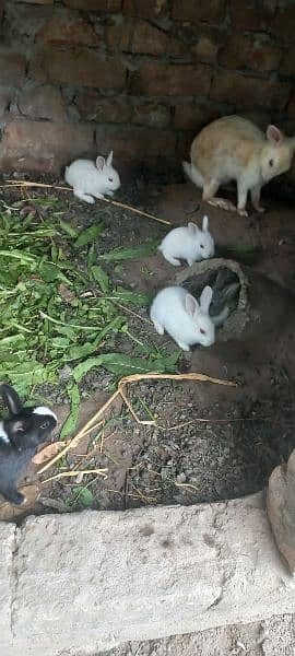 Rabbit babbies. Black, brown, white red eye 5