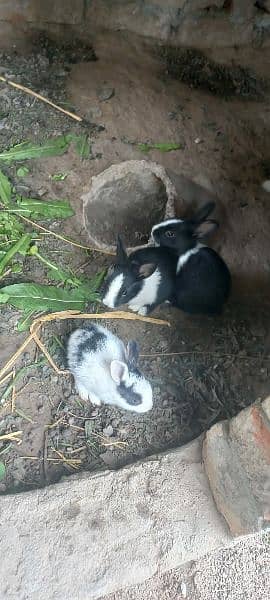 Rabbit babbies. Black, brown, white red eye 7
