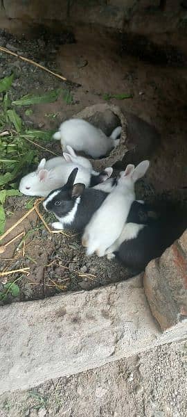 Rabbit babbies. Black, brown, white red eye 8