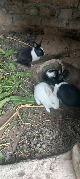 Rabbit babbies. Black, brown, white red eye 9